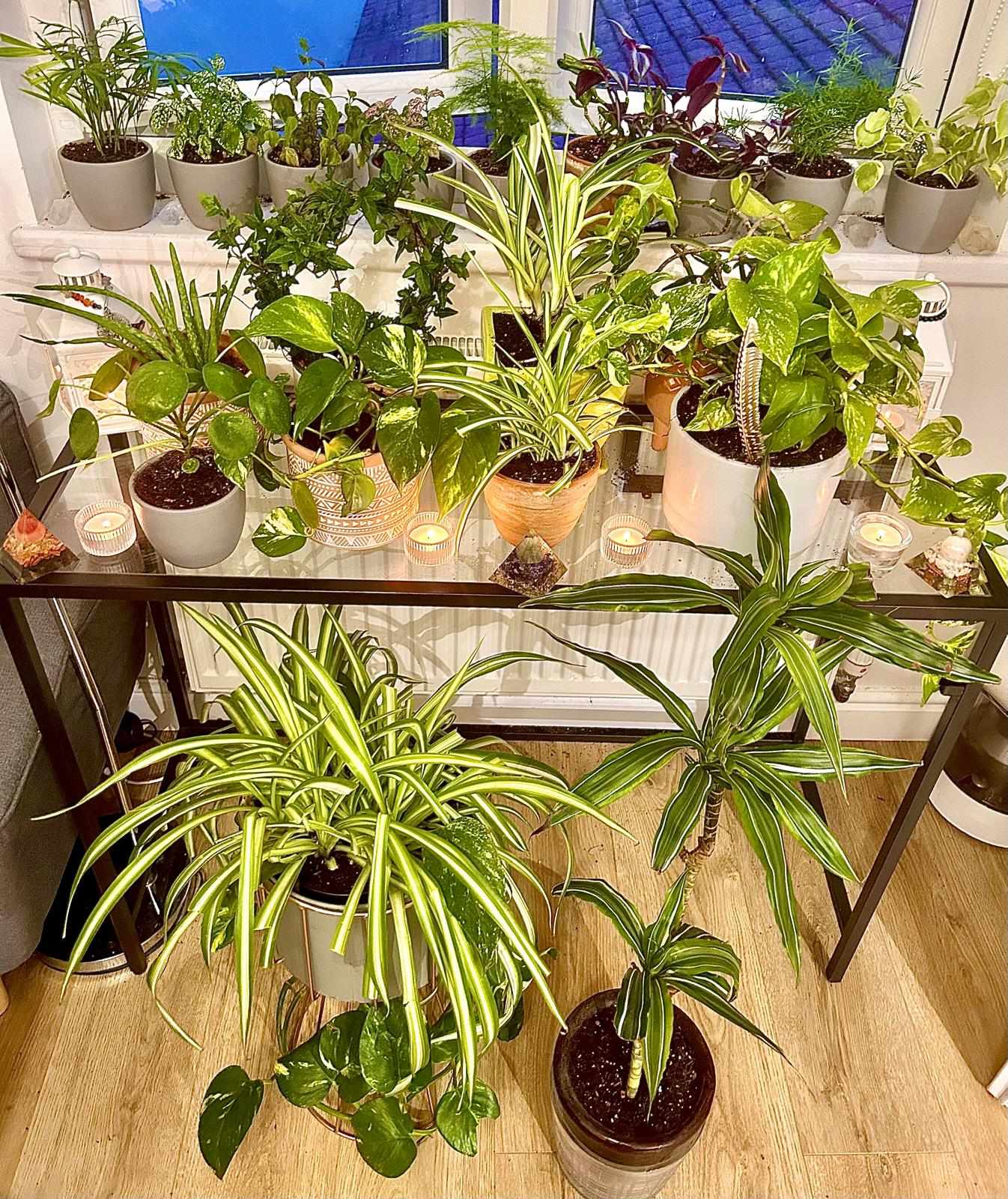 Plants as Healers: Energy, Fungi, and the Power of Nature
💜🪴🌿 AHO 🙏🏽