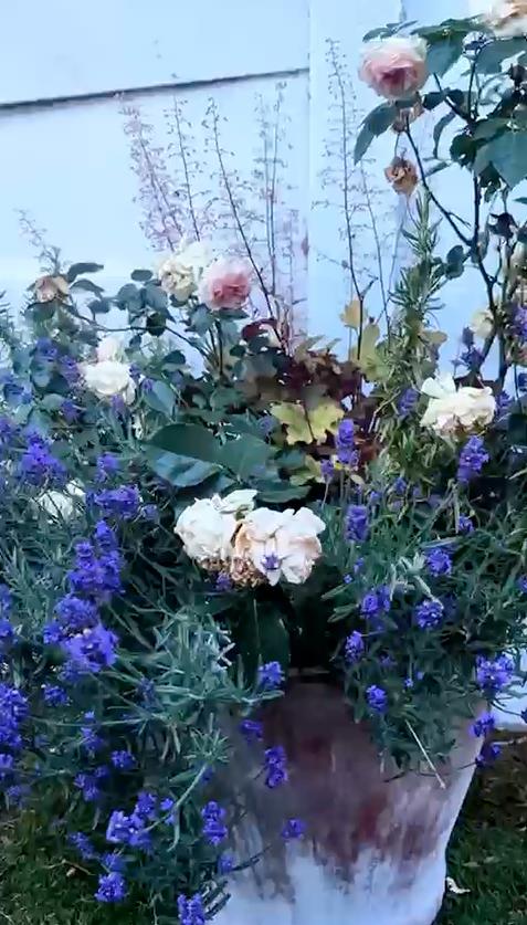 🌹 Energy, Boundaries & Nature’s Mirror 🌿